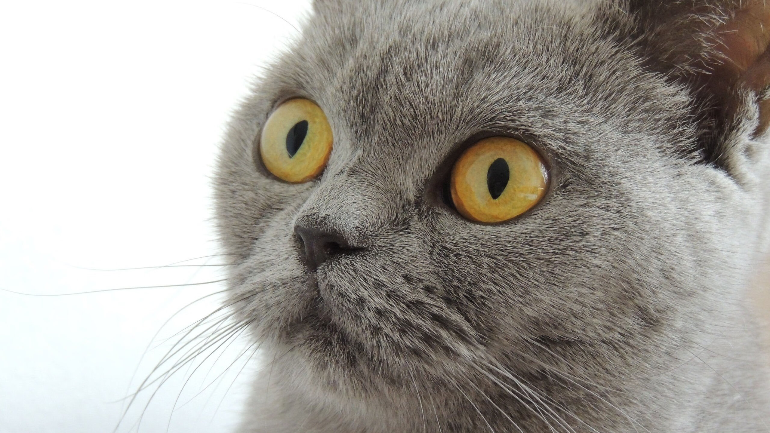 FB体育在线-东亚北街客场平局，积分榜前卫持续保持一定差距，东亚上北属于哪个街道