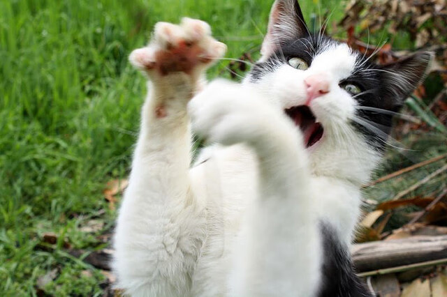 fb体育官网入口-山东男篮客场击败广州队，连胜达到六场，山东男篮对广州男篮视频