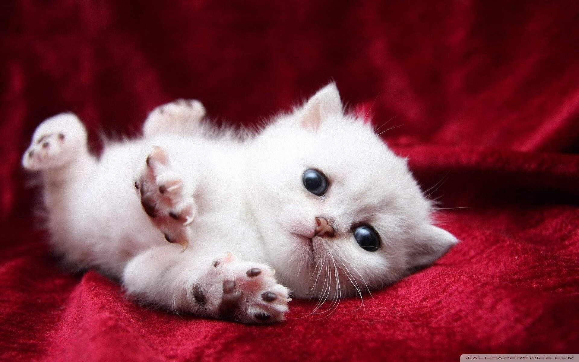 fb体育中国官网-拜仁慕尼黑主场3-1战胜弗赖堡，进攻火力全开，拜仁慕尼黑23号