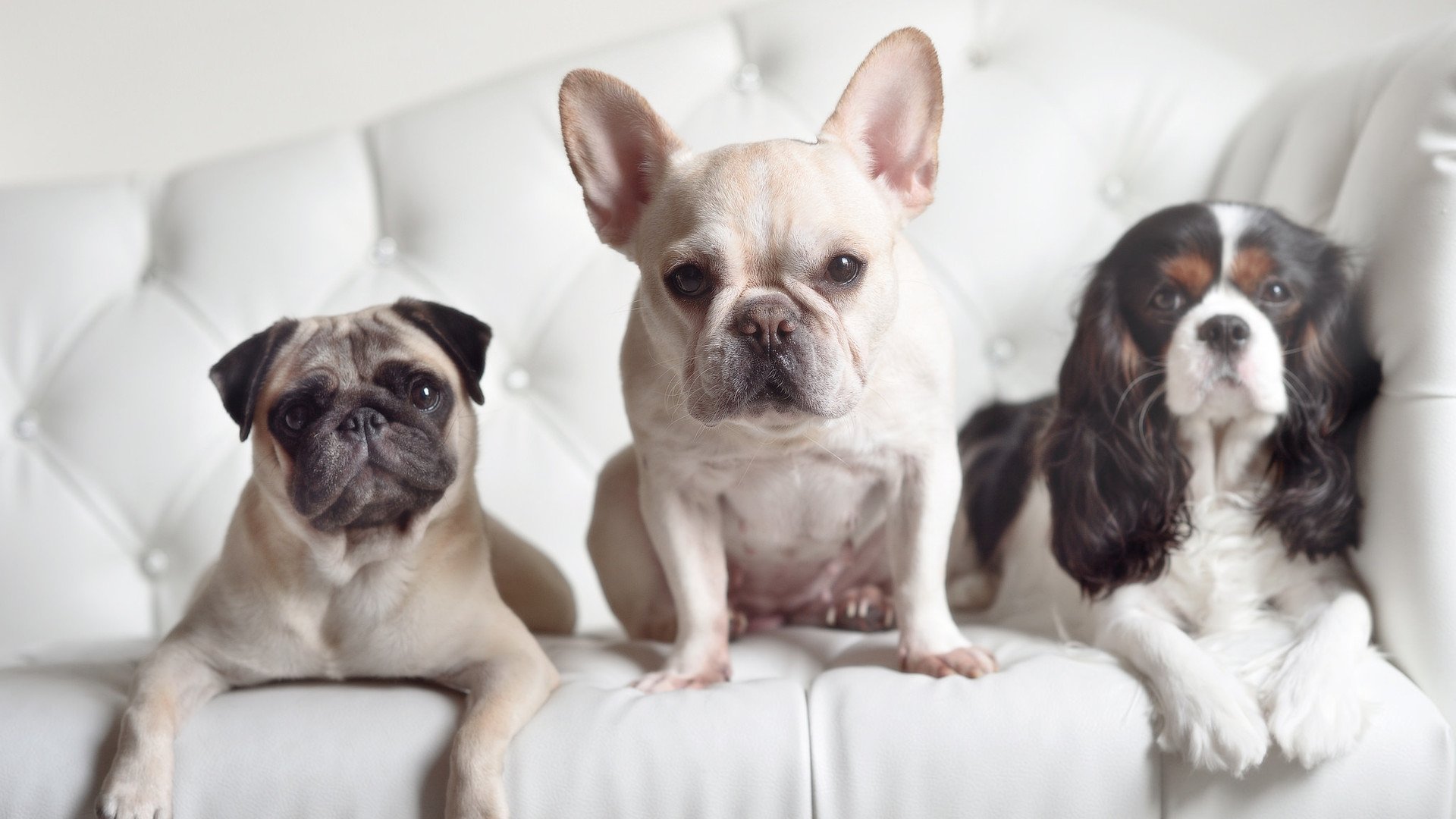 fb体育平台官网-是否应将球员评分与球迷互动绑定，提升球员评级