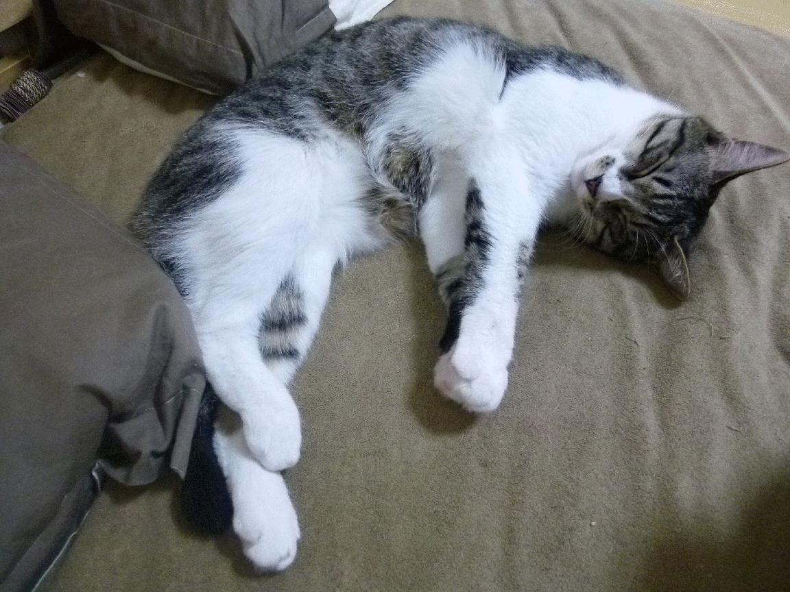 FB体育注册网址-青少年体育训练体系完善，青少年体能训练体系