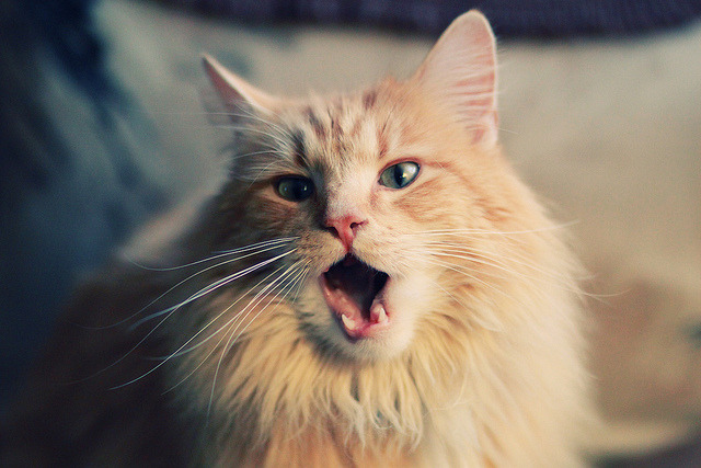 FB体育官方平台-卡斯帕·科尔博男子200米蛙泳赛场新星