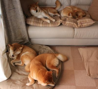 弗朗索瓦·斯图尔特：南非羚羊队的中场霸主，弗朗索瓦乌斯特