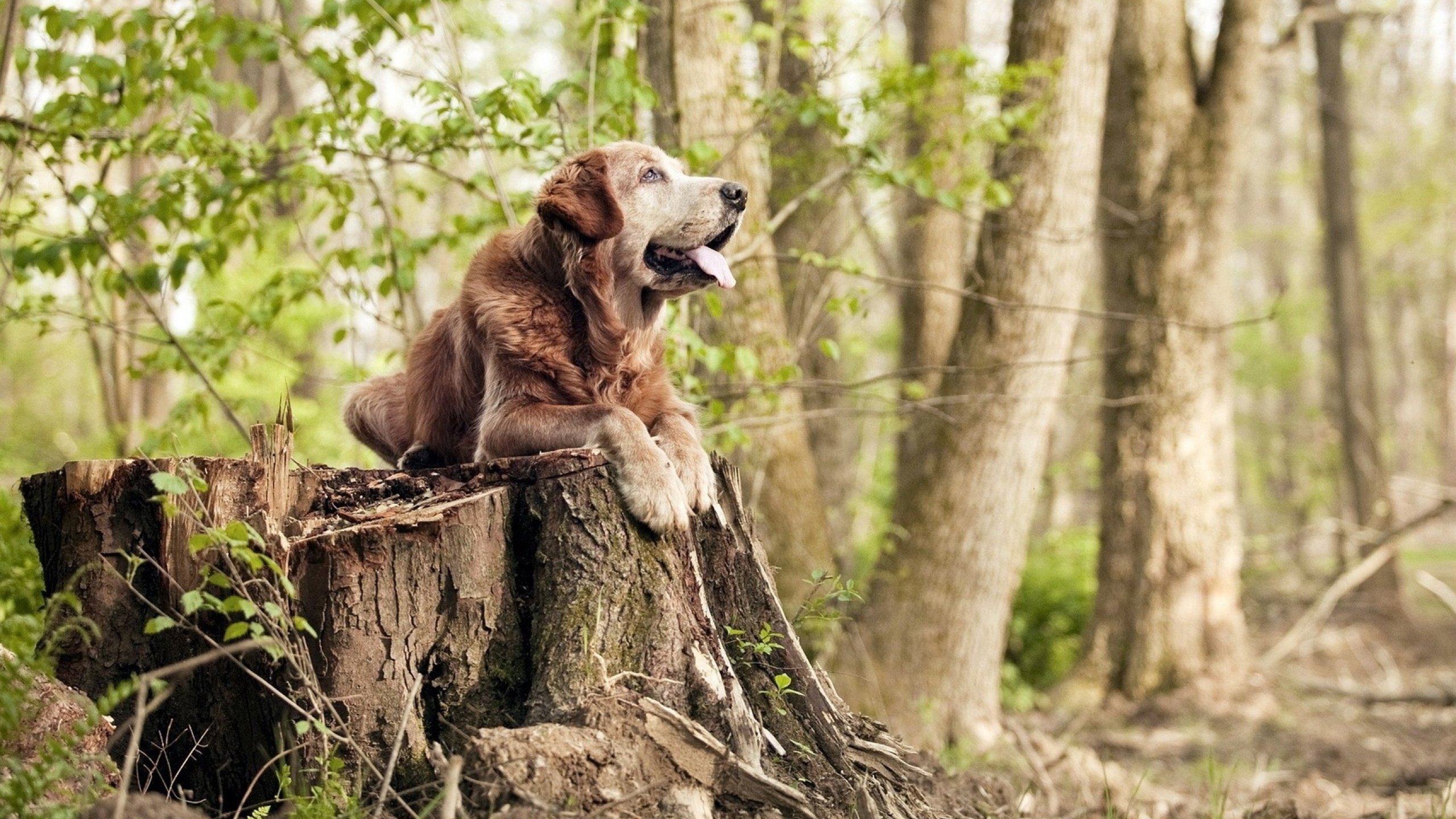 FB真人电子游戏-陈艺文赛场表现获国际媒体点赞，陈艺文百度百科